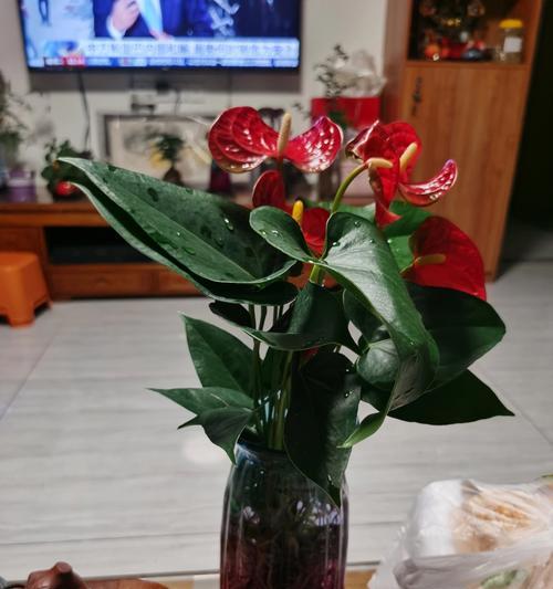 红掌如何养护？它的花语又代表着什么？