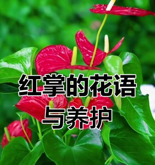 红掌如何养护？它的花语又代表着什么？