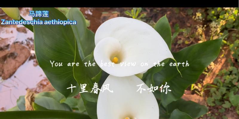 白色马蹄莲的花语是什么？它象征着什么？