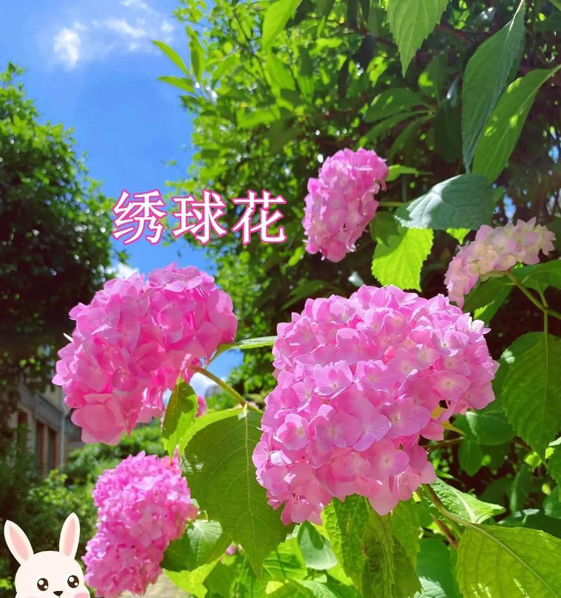 绣球花的花语通常是什么？它有贬义含义吗？