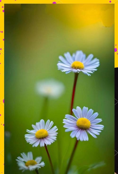 绿色小皱菊的花语是什么？它在花语中代表什么？