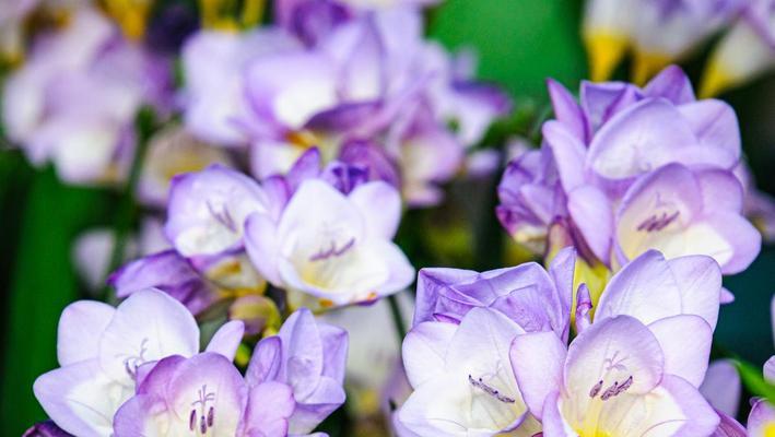 粉紫色花毛茛的花语有哪些？它象征着什么？