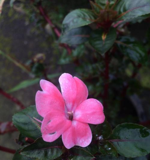 凤仙花的花语有哪些？它在传统中意味着什么？