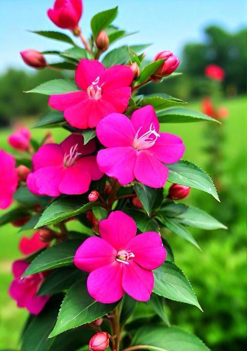 凤仙花的花语有哪些？它在传统中意味着什么？