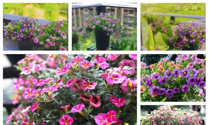 舞春花的花语是什么？它有哪些寓意？