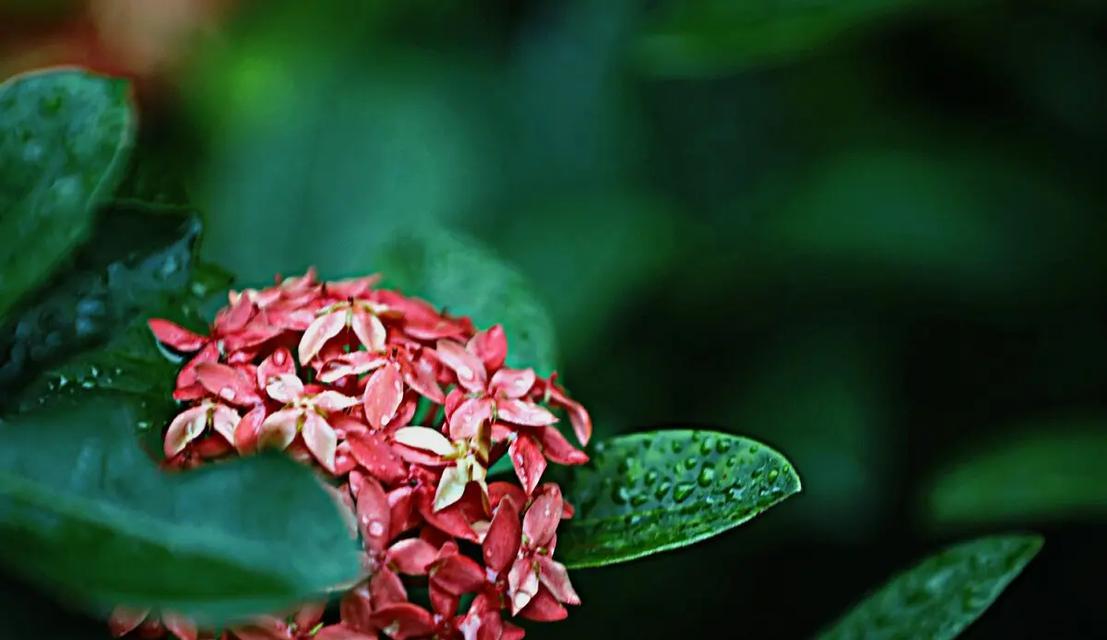 奔龙花产自哪里？它的花语有哪些含义？