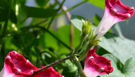 奔龙花产自哪里？它的花语有哪些含义？