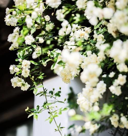 奔龙花产自哪里？它的花语有哪些含义？