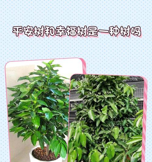 幸福树的花语是什么？它在家居中有什么作用？