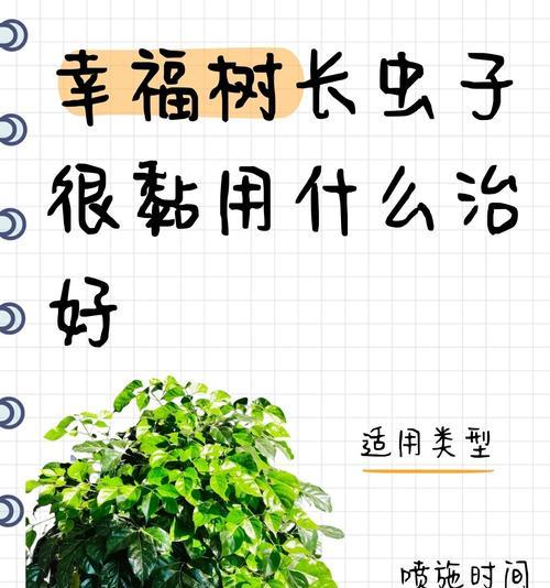 幸福树的花语是什么？它在家居中有什么作用？