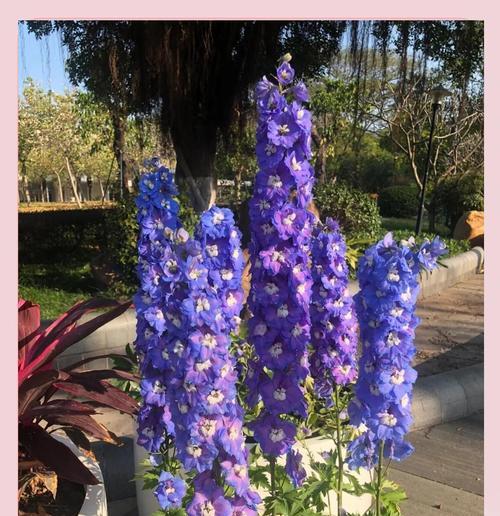 飞燕草的花语是什么？它在花语中代表了什么？