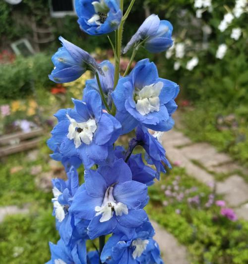 飞燕草的花语是什么？它在花语中代表了什么？