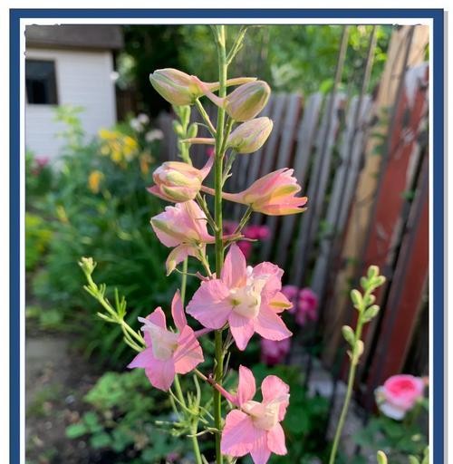 飞燕草的花语是什么？它在花语中代表了什么？