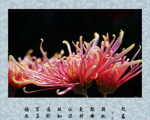 菊花的花形有哪些特点？菊花的花语代表什么意义？