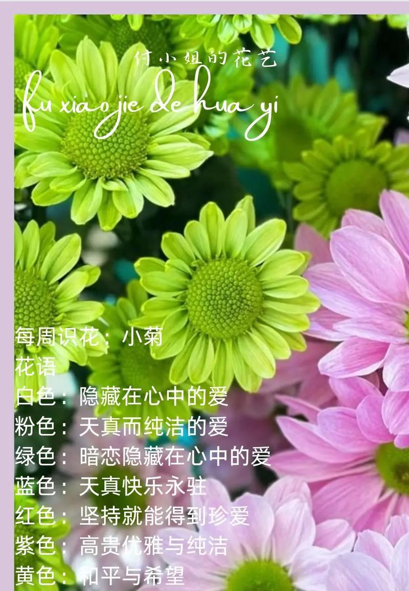 菊花的花形有哪些特点？菊花的花语代表什么意义？