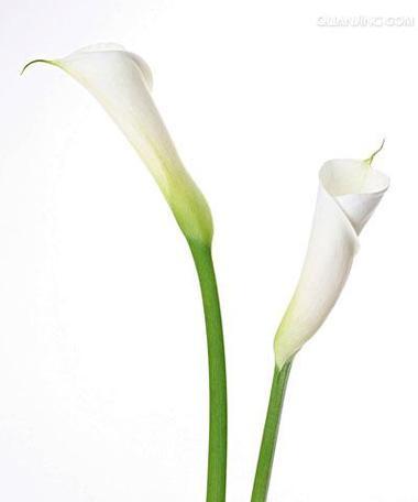 海芋花的花语有何寓意？海芋花象征着什么？