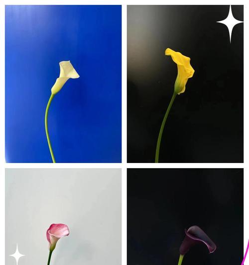 海芋花的花语有何寓意？海芋花象征着什么？