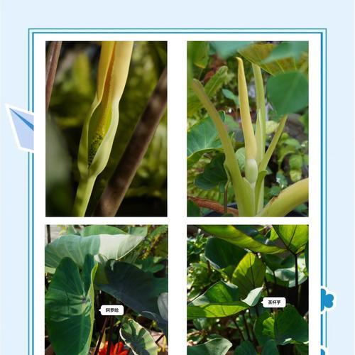 海芋花的花语有何寓意？海芋花象征着什么？