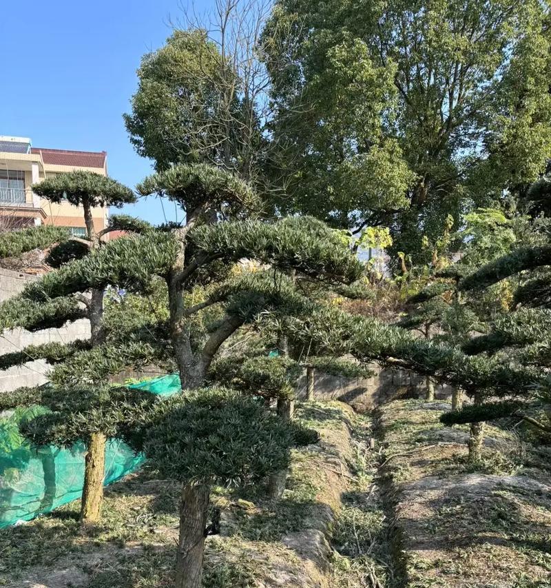 小叶罗汉松的花语是什么？它在园艺中有什么特别含义？