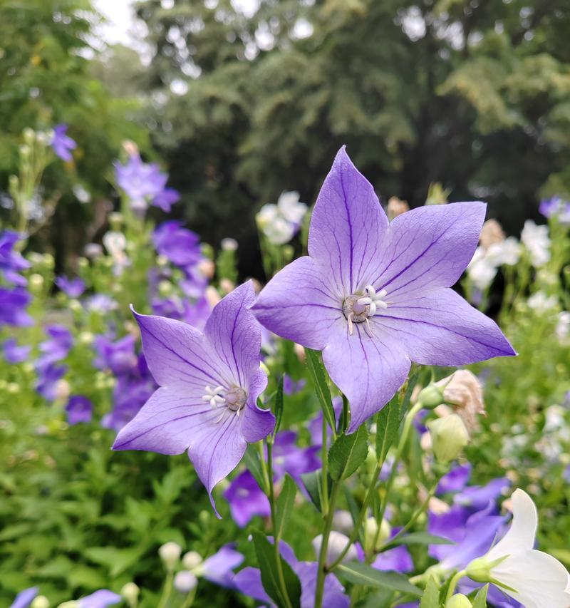 桔梗花的花语包含救赎之意吗？桔梗花象征着什么？