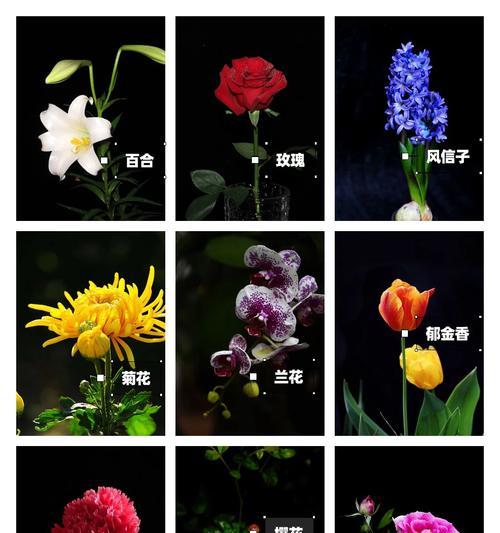 如何了解100种花的花语意义？100种花语中有哪些特别的含义？
