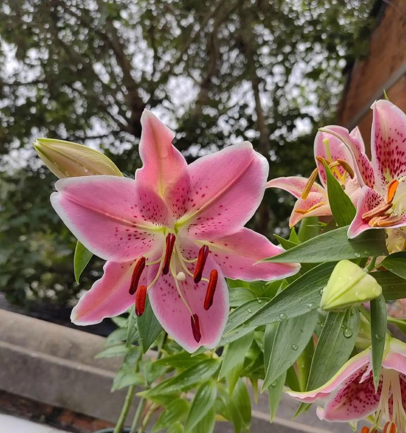 如何了解100种花的花语意义？100种花语中有哪些特别的含义？