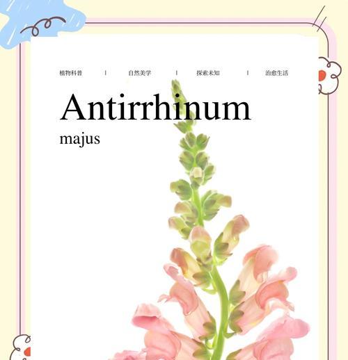 金鱼草的花语是什么？它在园艺中有哪些寓意？