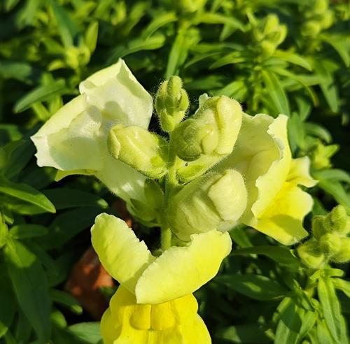 金鱼草的花语是什么？它在园艺中有哪些寓意？