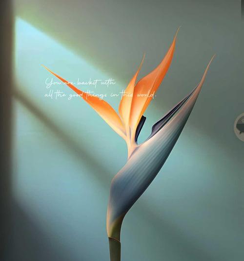 天堂鸟鹤望兰的花语是什么？它象征着什么？
