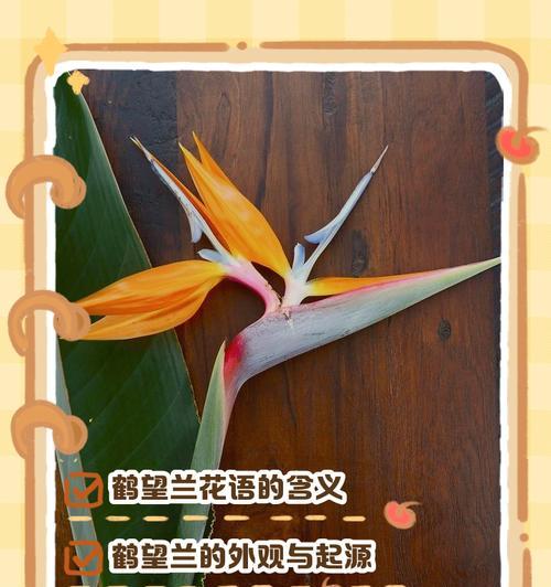 天堂鸟鹤望兰的花语是什么？它象征着什么？