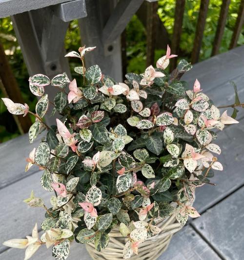 花叶络石是否具有特别的花语？花叶络石的寓意是什么？