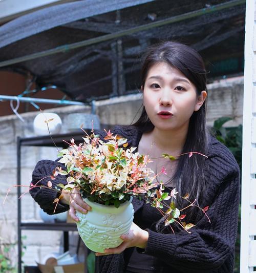 花叶络石是否具有特别的花语？花叶络石的寓意是什么？