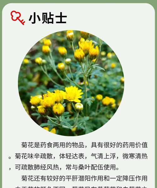 银菊花的花语代表什么？银菊花在花语中有哪些含义？