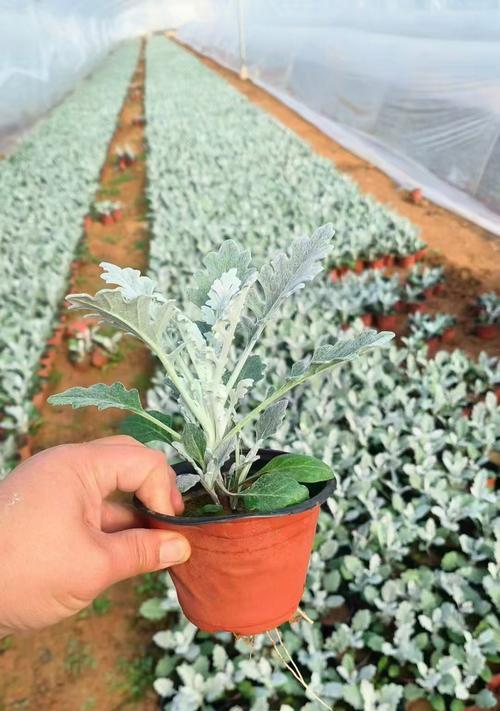 银菊花的花语代表什么？银菊花在花语中有哪些含义？