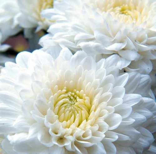 银菊花的花语代表什么？银菊花在花语中有哪些含义？