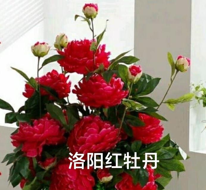 红牡丹的花语有哪些种类？红牡丹象征着什么？