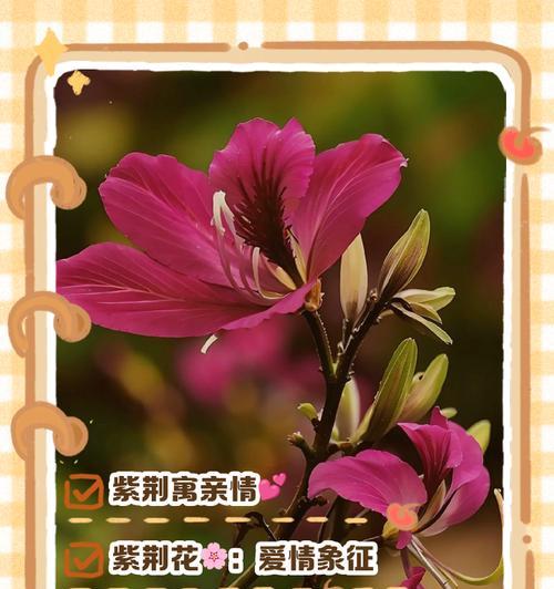 满天花的花语是什么意思？满天花在花语中代表什么？