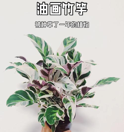 竹竽的花语有哪些？竹竽在园艺中象征着什么？
