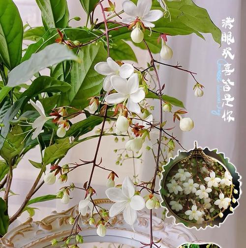 缕丝花的花语是什么？缕丝花在花语中代表什么？