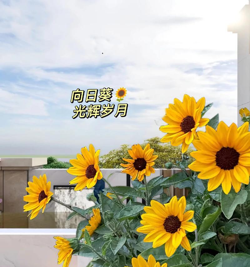 向日葵的花语有哪些？向日葵在花语中象征着什么？