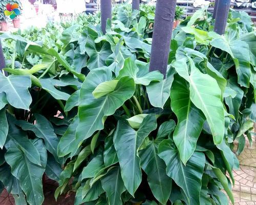 红宝石蔓绿绒的花语是什么？它在园艺中有哪些寓意？