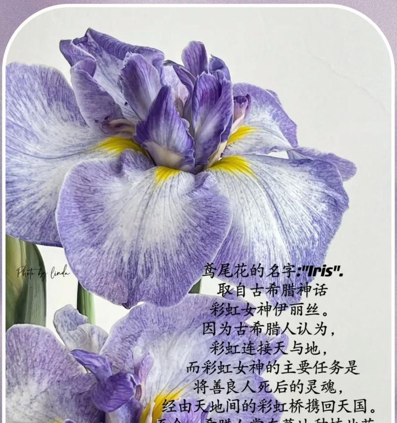 凤鸾花的花语代表什么？凤鸾花象征着什么？