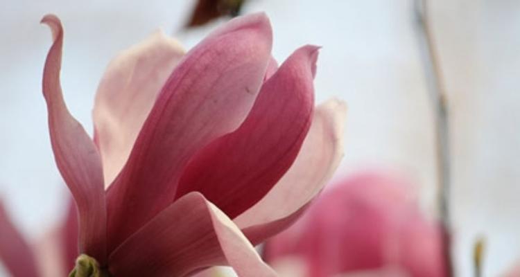 凤鸾花的花语代表什么？凤鸾花象征着什么？