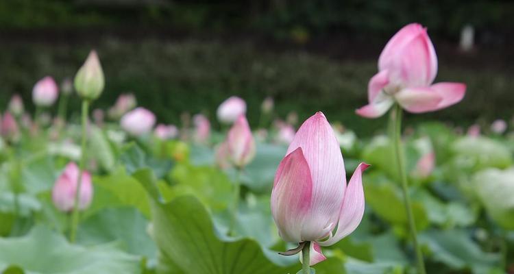 小舞妃的花语是什么？小舞妃在花语中有哪些含义？