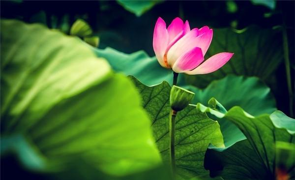 小舞妃的花语是什么？小舞妃在花语中有哪些含义？