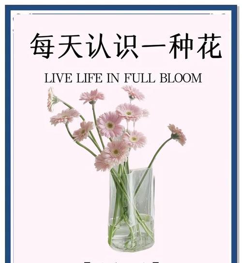 向日葵和非洲菊的花语有何不同？它们各自代表什么？