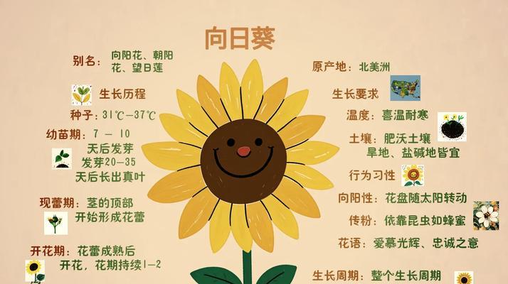 向日葵和非洲菊的花语有何不同？它们各自代表什么？