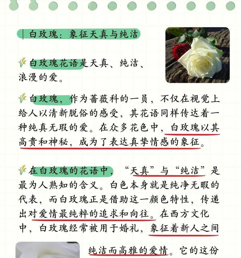 粉白相间玫瑰的花语代表什么？