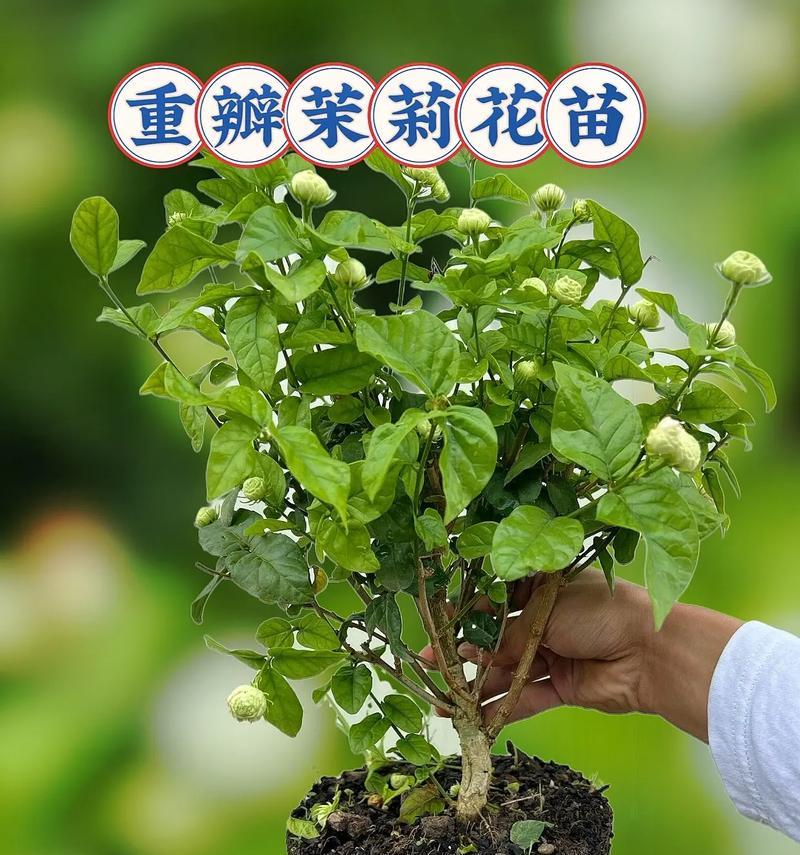 茉莉花的花语有哪些传说？
