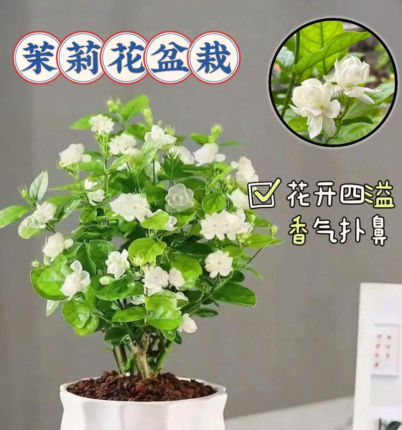 茉莉花的花语有哪些传说？